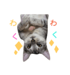 ねこあるある（個別スタンプ：8）