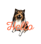 shelty（個別スタンプ：1）