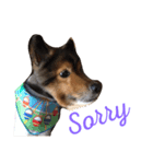 shelty（個別スタンプ：4）