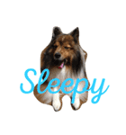 shelty（個別スタンプ：5）