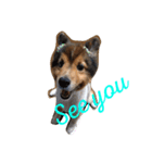 shelty（個別スタンプ：6）