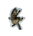 my cats<3（個別スタンプ：1）