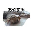 my cats<3（個別スタンプ：2）