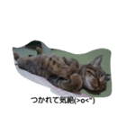 my cats<3（個別スタンプ：3）