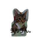 my cats<3（個別スタンプ：5）