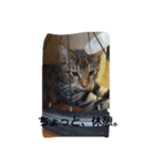 my cats 2 <3（個別スタンプ：3）
