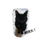 my cats 2 <3（個別スタンプ：7）