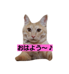 Soliloquy of Kyuta（個別スタンプ：1）