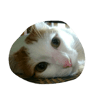 ネコ仕草（個別スタンプ：1）