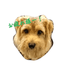 Norfolk Terrier-lei（個別スタンプ：1）