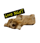 Norfolk Terrier-lei（個別スタンプ：2）
