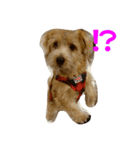 Norfolk Terrier-lei（個別スタンプ：3）