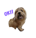 Norfolk Terrier-lei（個別スタンプ：4）