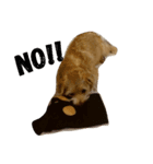 Norfolk Terrier-lei（個別スタンプ：5）