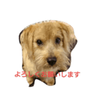 Norfolk Terrier-lei（個別スタンプ：6）