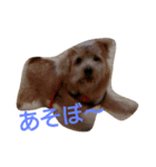 Norfolk Terrier-lei（個別スタンプ：7）