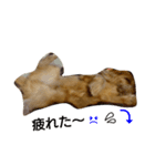 Norfolk Terrier-lei（個別スタンプ：8）