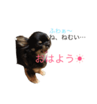 チワワのチロルくん（個別スタンプ：10）