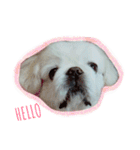 Pekingese's yuuchan（個別スタンプ：1）