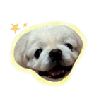 Pekingese's yuuchan（個別スタンプ：2）