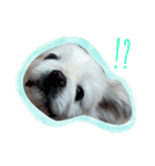 Pekingese's yuuchan（個別スタンプ：3）