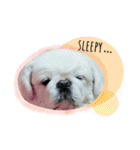 Pekingese's yuuchan（個別スタンプ：4）