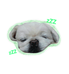 Pekingese's yuuchan（個別スタンプ：5）