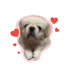 Pekingese's yuuchan（個別スタンプ：6）
