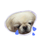 Pekingese's yuuchan（個別スタンプ：7）
