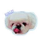 Pekingese's yuuchan（個別スタンプ：8）