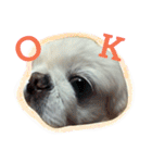 Pekingese's yuuchan（個別スタンプ：9）