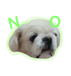 Pekingese's yuuchan（個別スタンプ：10）