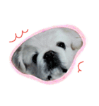 Pekingese's yuuchan（個別スタンプ：11）