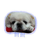 Pekingese's yuuchan（個別スタンプ：12）