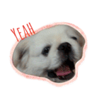 Pekingese's yuuchan（個別スタンプ：13）
