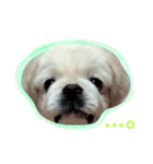 Pekingese's yuuchan（個別スタンプ：14）