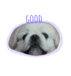 Pekingese's yuuchan（個別スタンプ：15）