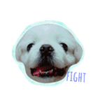 Pekingese's yuuchan（個別スタンプ：16）