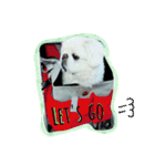 Pekingese's yuuchan（個別スタンプ：17）