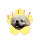 Pekingese's yuuchan（個別スタンプ：18）
