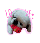 Pekingese's yuuchan（個別スタンプ：19）