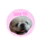 Pekingese's yuuchan（個別スタンプ：20）