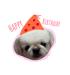 Pekingese's yuuchan（個別スタンプ：21）