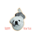 Pekingese's yuuchan（個別スタンプ：24）