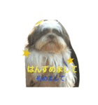 lovely Shih Tzu Don-kun（個別スタンプ：1）