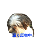 lovely Shih Tzu Don-kun（個別スタンプ：2）