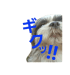 lovely Shih Tzu Don-kun（個別スタンプ：3）