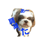 lovely Shih Tzu Don-kun（個別スタンプ：4）