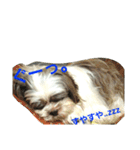 lovely Shih Tzu Don-kun（個別スタンプ：5）