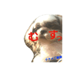 lovely Shih Tzu Don-kun（個別スタンプ：6）